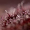 Slurricane (Zamnesia Seeds) féminisée