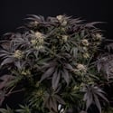 Black Diamond (Zamnesia Seeds) féminisée