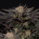 Black Diamond (Zamnesia Seeds) féminisée
