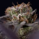 Black Diamond (Zamnesia Seeds) féminisée