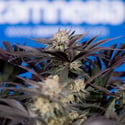 Black Diamond (Zamnesia Seeds) féminisée