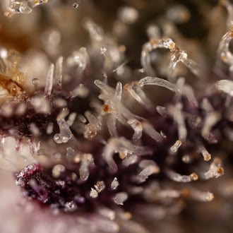 Black Diamond (Zamnesia Seeds) féminisée