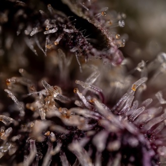 Black Diamond (Zamnesia Seeds) féminisée