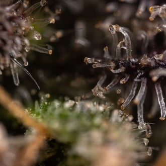 Black Diamond (Zamnesia Seeds) féminisée