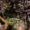 Black Diamond (Zamnesia Seeds) féminisée