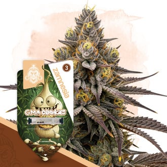 GMO Cookies (Zamnesia Seeds) féminisée