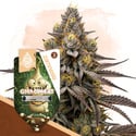 GMO Cookies (Zamnesia Seeds) féminisée