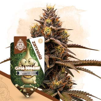 GMO Cookies Auto (Zamnesia Seeds) féminisée