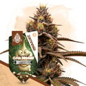 GMO Cookies Auto (Zamnesia Seeds) féminisée