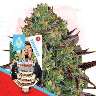 Wedding Crasher (Zamnesia Seeds) féminisée
