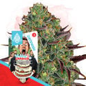 Wedding Crasher (Zamnesia Seeds) féminisée
