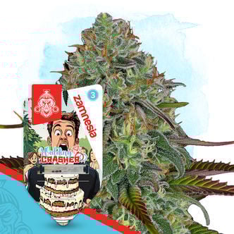 Wedding Crasher Automatic (Zamnesia Seeds) féminisée