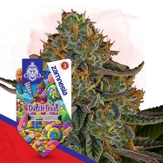 Dutch Treat (Zamnesia Seeds) Féminisée