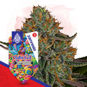 Dutch Treat (Zamnesia Seeds) Féminisée