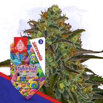 Dutch Treat Automatic (Zamnesia Seeds) féminisée