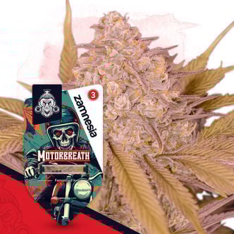 Motorbreath (Zamnesia Seeds) féminisée