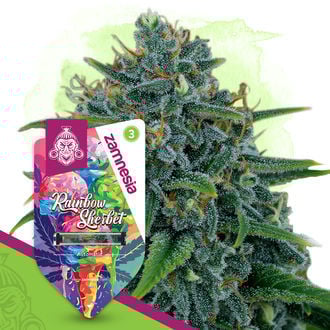 Rainbow Sherbet Automatic (Zamnesia Seeds) féminisée
