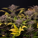 Rainbow Sherbet Automatic (Zamnesia Seeds) féminisée