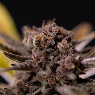 Rainbow Sherbet Auto (Zamnesia Seeds) féminisée