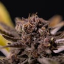 Rainbow Sherbet Automatic (Zamnesia Seeds) féminisée