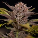 Rainbow Sherbet Automatic (Zamnesia Seeds) féminisée