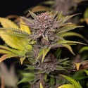 Rainbow Sherbet Automatic (Zamnesia Seeds) féminisée