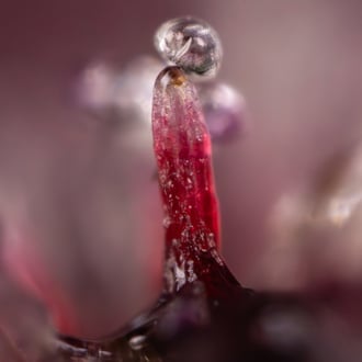 Rainbow Sherbet Auto (Zamnesia Seeds) féminisée