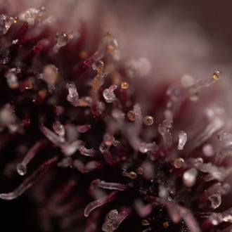 Rainbow Sherbet Auto (Zamnesia Seeds) féminisée