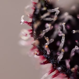 Rainbow Sherbet Auto (Zamnesia Seeds) féminisée
