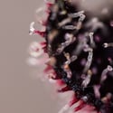 Rainbow Sherbet Automatic (Zamnesia Seeds) féminisée