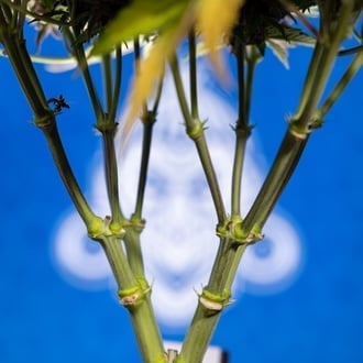 Rainbow Sherbet Auto (Zamnesia Seeds) féminisée