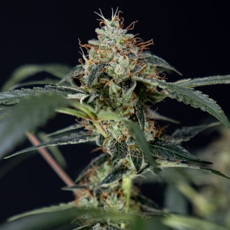 Gush Mintz Auto (Zamnesia Seeds) féminisée