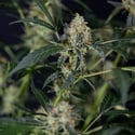 Gush Mintz Auto (Zamnesia Seeds) féminisée
