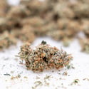 Gush Mintz Auto (Zamnesia Seeds) féminisée