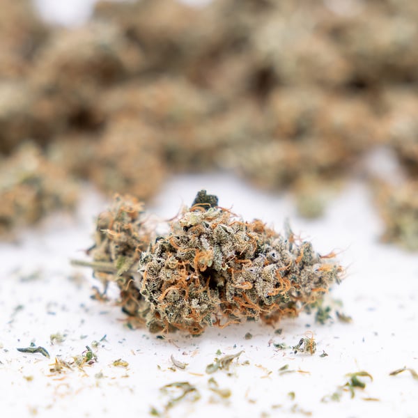 Gush Mintz Auto (Zamnesia Seeds) féminisée