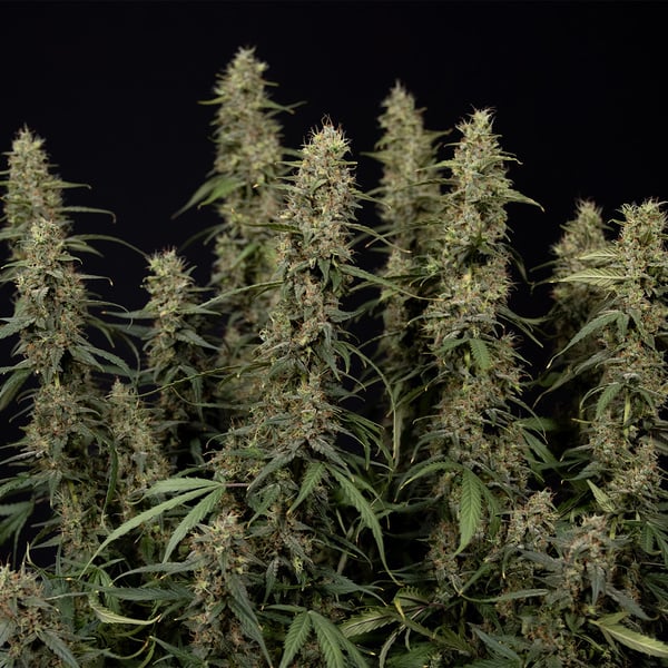 King Louis Auto (Zamnesia Seeds) féminisée