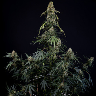 King Louis Auto (Zamnesia Seeds) féminisée
