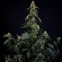 King Louis Auto (Zamnesia Seeds) féminisée