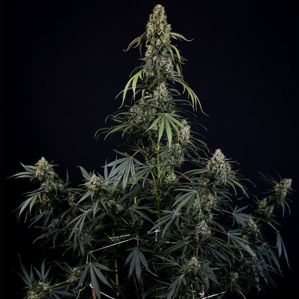King Louis Auto (Zamnesia Seeds) féminisée