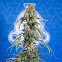 King Louis Auto (Zamnesia Seeds) féminisée