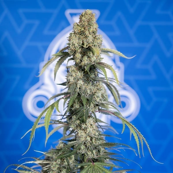 King Louis Auto (Zamnesia Seeds) féminisée