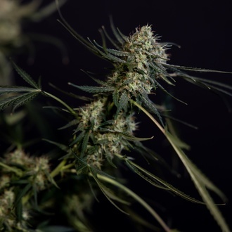 King Louis Auto (Zamnesia Seeds) féminisée