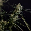 King Louis Auto (Zamnesia Seeds) féminisée