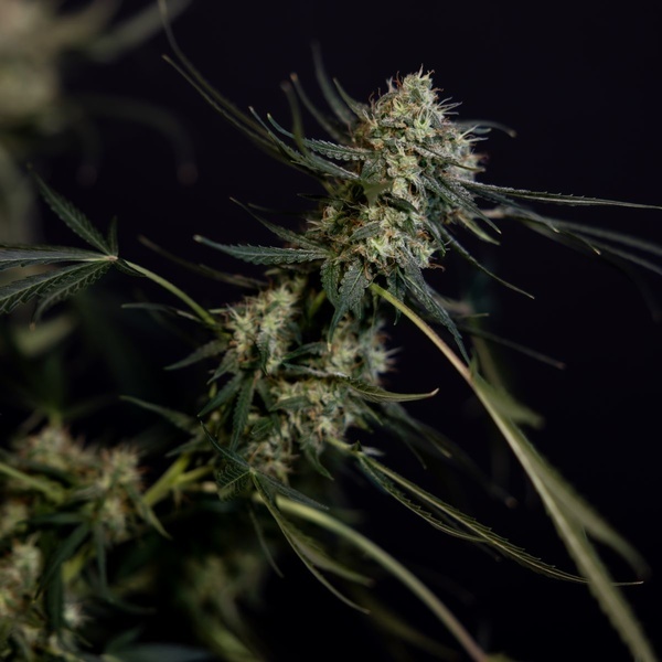 King Louis Auto (Zamnesia Seeds) féminisée