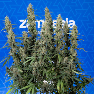 King Louis Auto (Zamnesia Seeds) féminisée