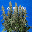 King Louis Auto (Zamnesia Seeds) féminisée