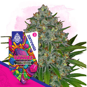 Gushers (Zamnesia Seeds) féminisée