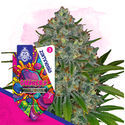 Gushers (Zamnesia Seeds) féminisée