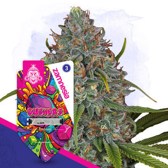 Gushers Automatic (Zamnesia Seeds) féminisée