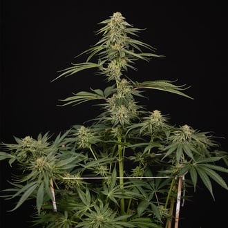 Lemon Cherry Gelato (Zamnesia Seeds) féminisée
